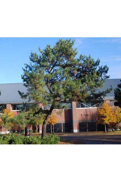 Сосна звичайна в ландшафті